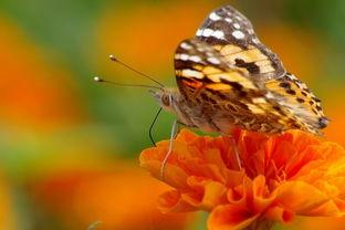 国产采精小蝴蝶,探寻自然之美与科技创新的完美融合